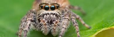spider-control